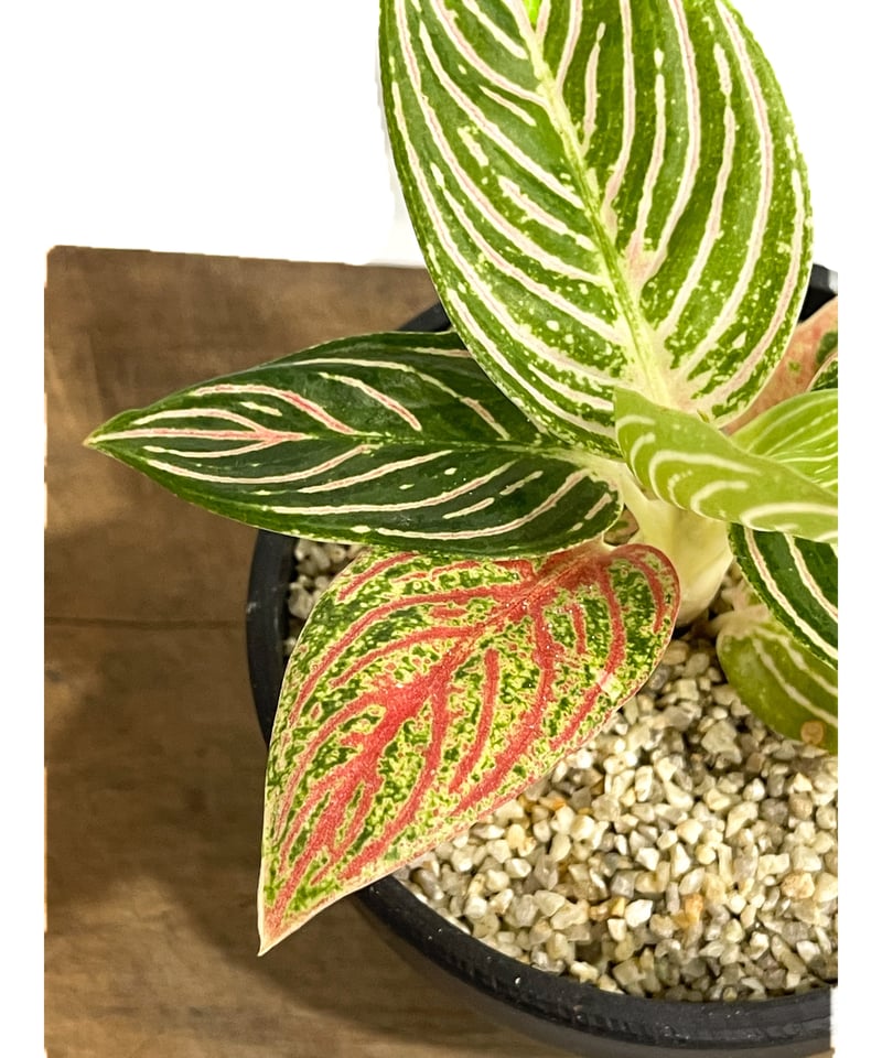 アグラオネマ ゴールデンホープ「Aglaonema Golden Hope」42F-1 | S