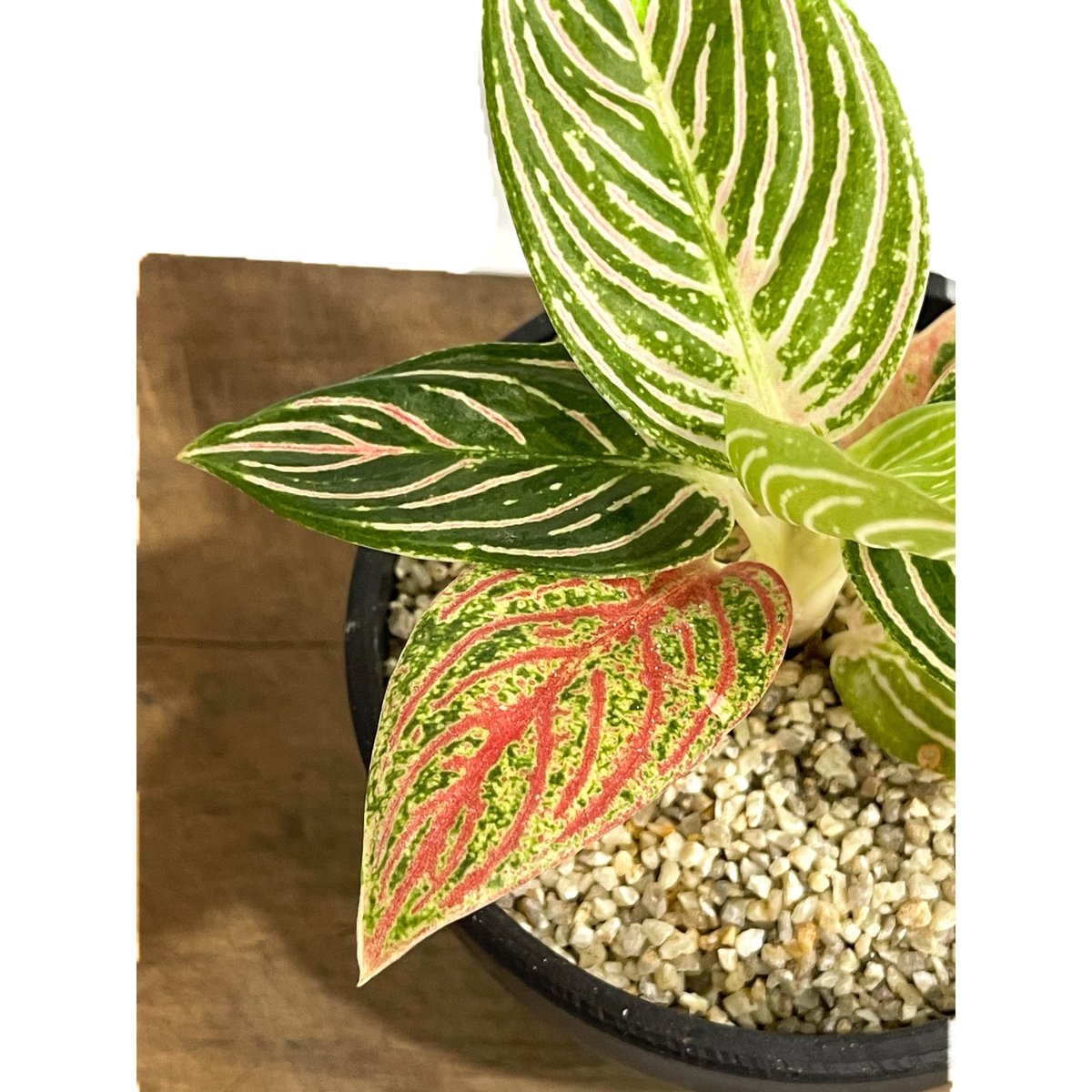 アグラオネマ ゴールデンホープ「Aglaonema Golden Hope」42F-1