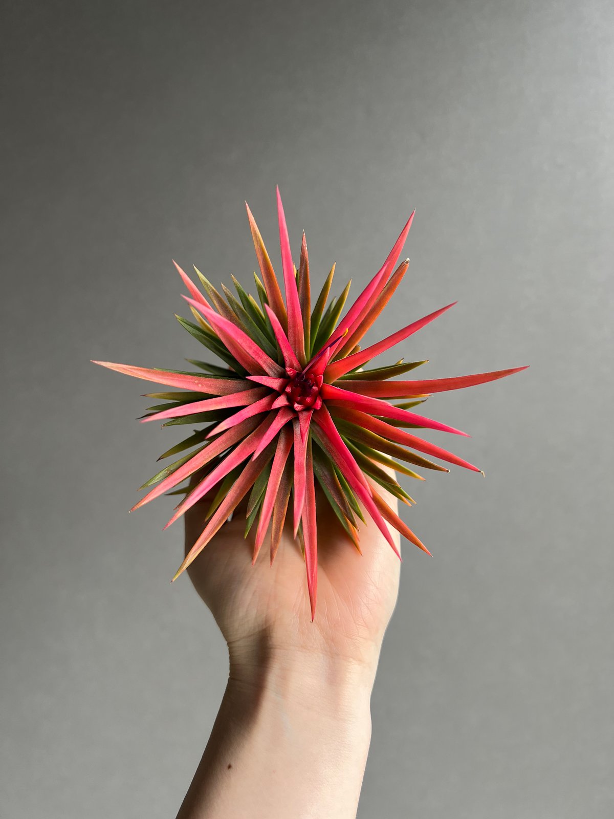 【訳あり】イオナンタ メキシカンゼブラ イオナンタ メキシカンゼブリナ 01号 | air-plants TENGU-DO