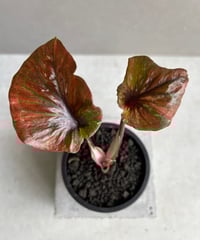 Philodendron sharoniae　フィロデンドロン　シャロニアエ fit=scale-down,w=1200