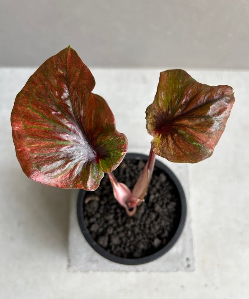 その他観葉植物 acetedyamada 畑のオアハカセンシス😎 葉の色細かい鋸歯良いアガベ👍 おまけに
