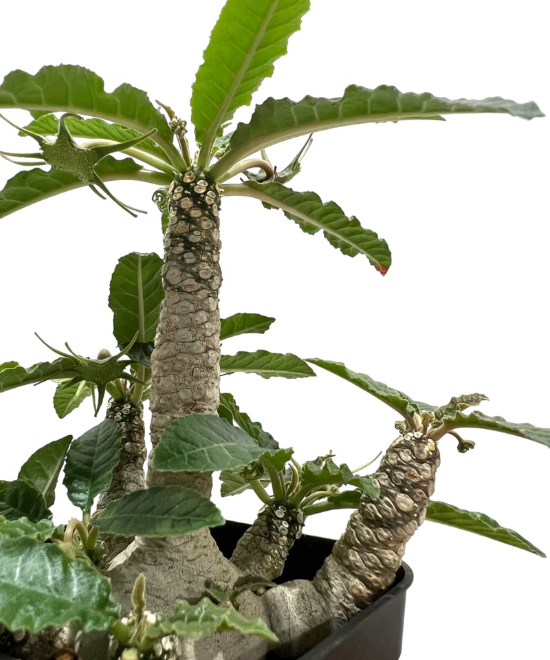 ドルステニア フォエチダ “多頭タイプ” 「Dorstenia foetida