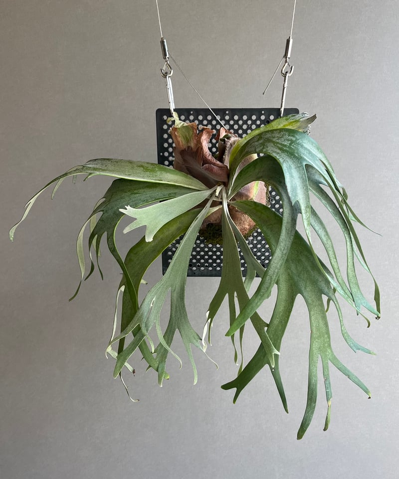 willinckii cv predator ③ ビカクシダ willinckii cv predator ② ビカクシダ P. willinckii cv