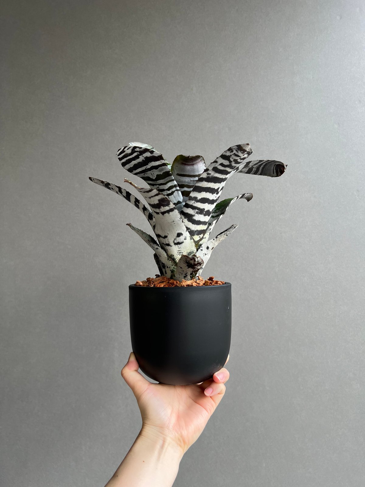 エクメア チャンティニー ブラック アイス 「 Aechmea chantinii Black