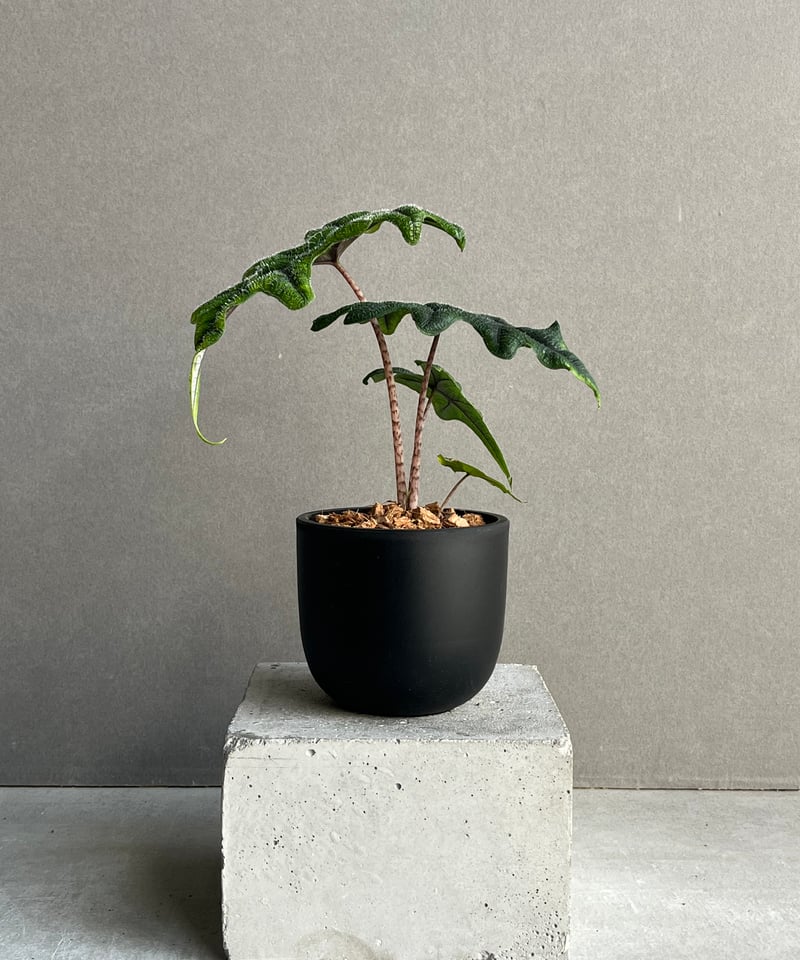 アロカシア ジャックリン「Alocasia Jacklyn」94N | SHOUCHIKUEN