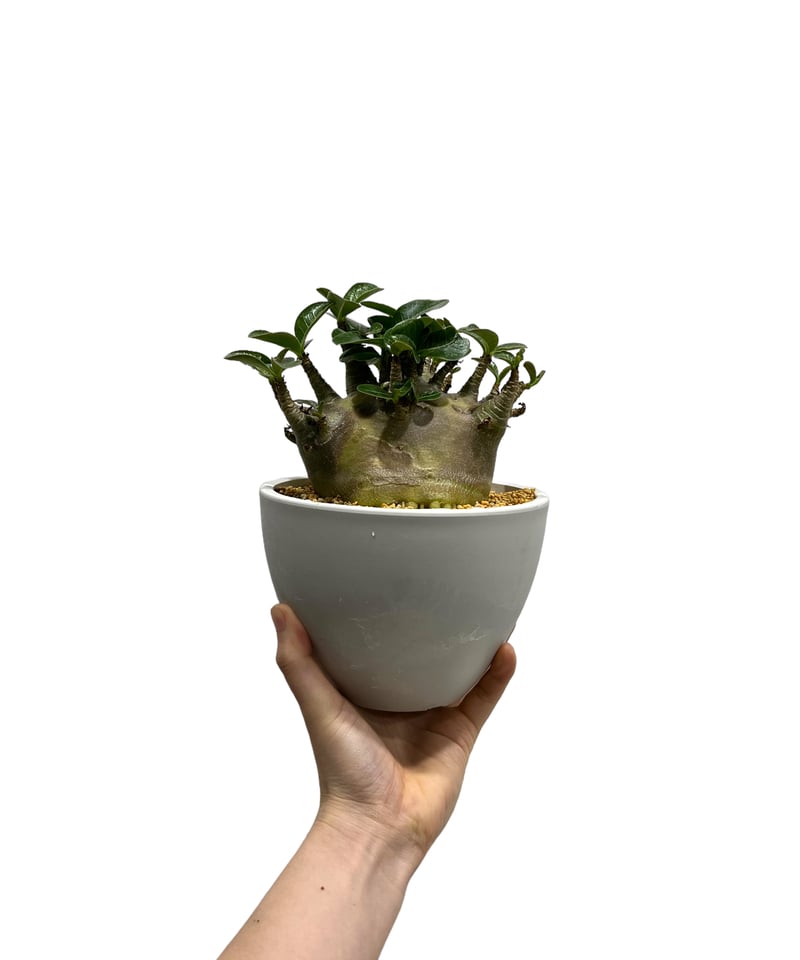 アデニウム アラビカム スーパー ドワーフ タイプ 「Adenium arabicum