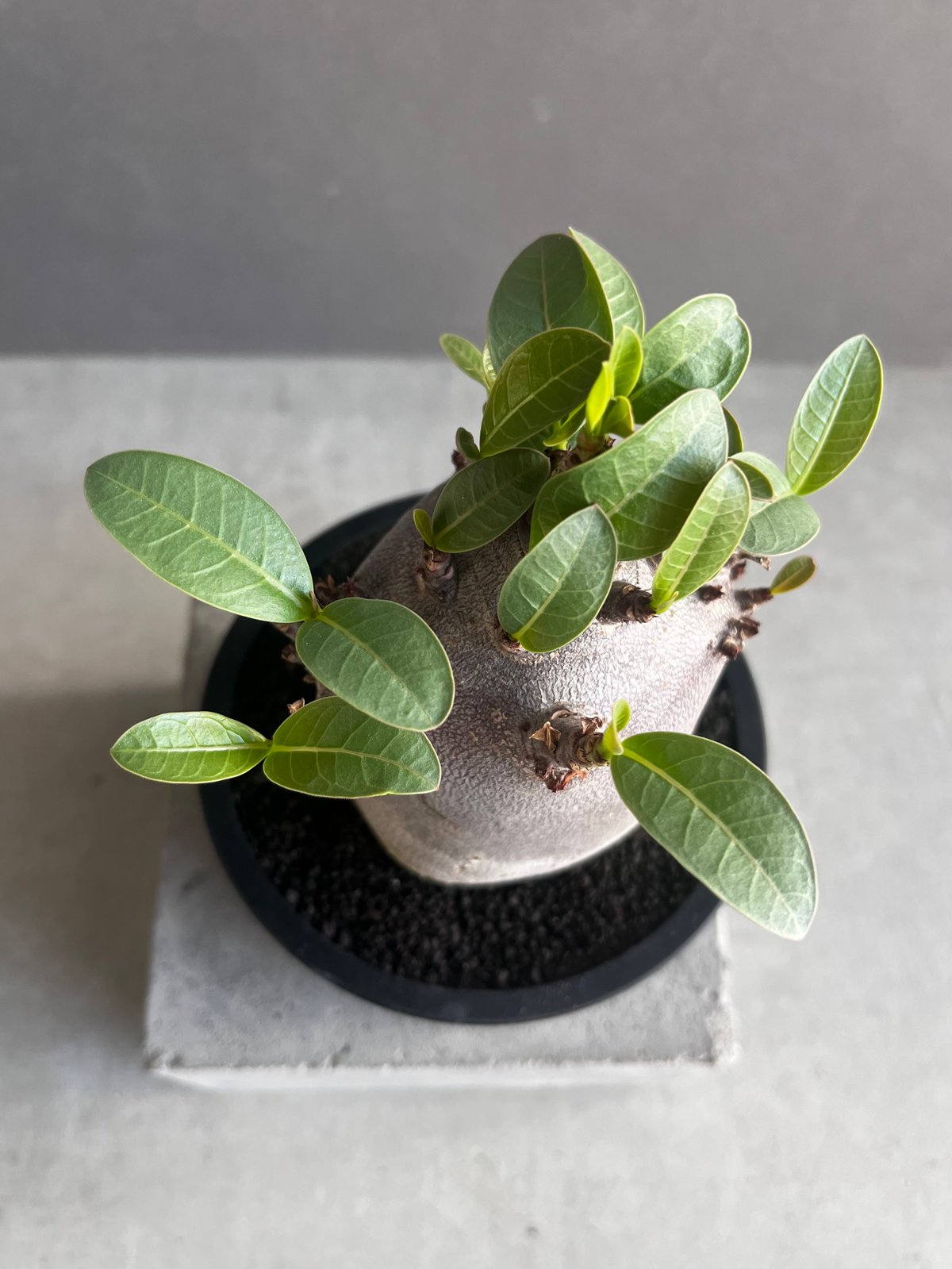 アデニウム アラビカム スーパー ドワーフ “ブラック” 「Adenium