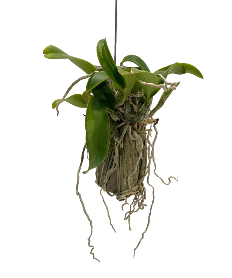 カトレア ノビリオール アマリア 「Cattleya nobilior var. amalia