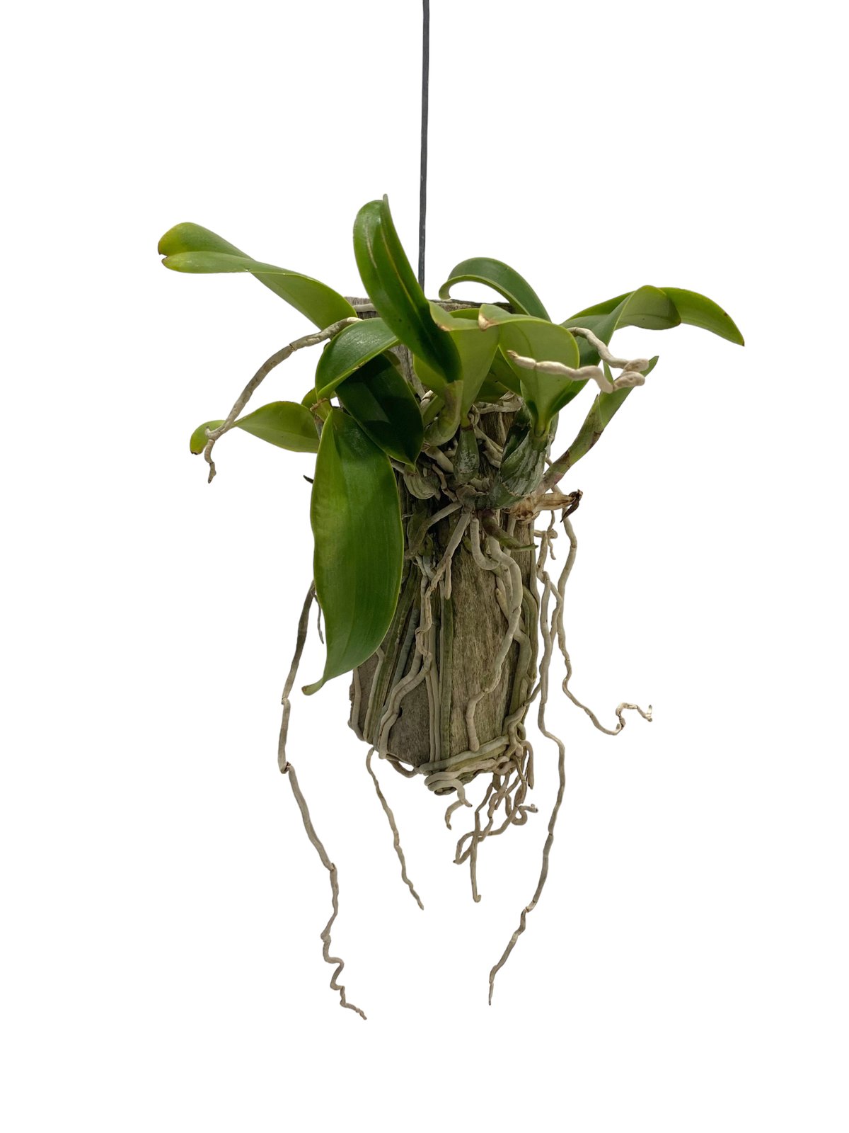 カトレア ノビリオール アマリア 「Cattleya nobilior var. amalia