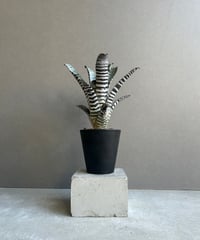 サンスベリア・コヨーテ fit=scale-down,w=1200