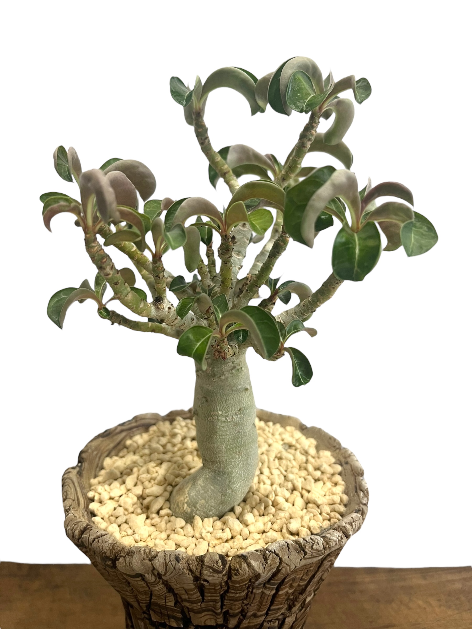 アデニウム メデューサD.H.A (獅子葉) + plantsmonsters pot 「Ad