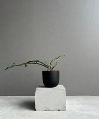 サンセベリア ES.849 斑入「Sansevieria ES. 849 var.」 8/8