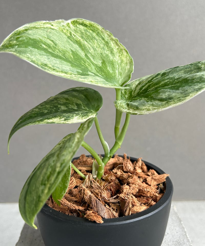 スキンダプサス エキゾチカ ホログラム ミント 「Scindapsus