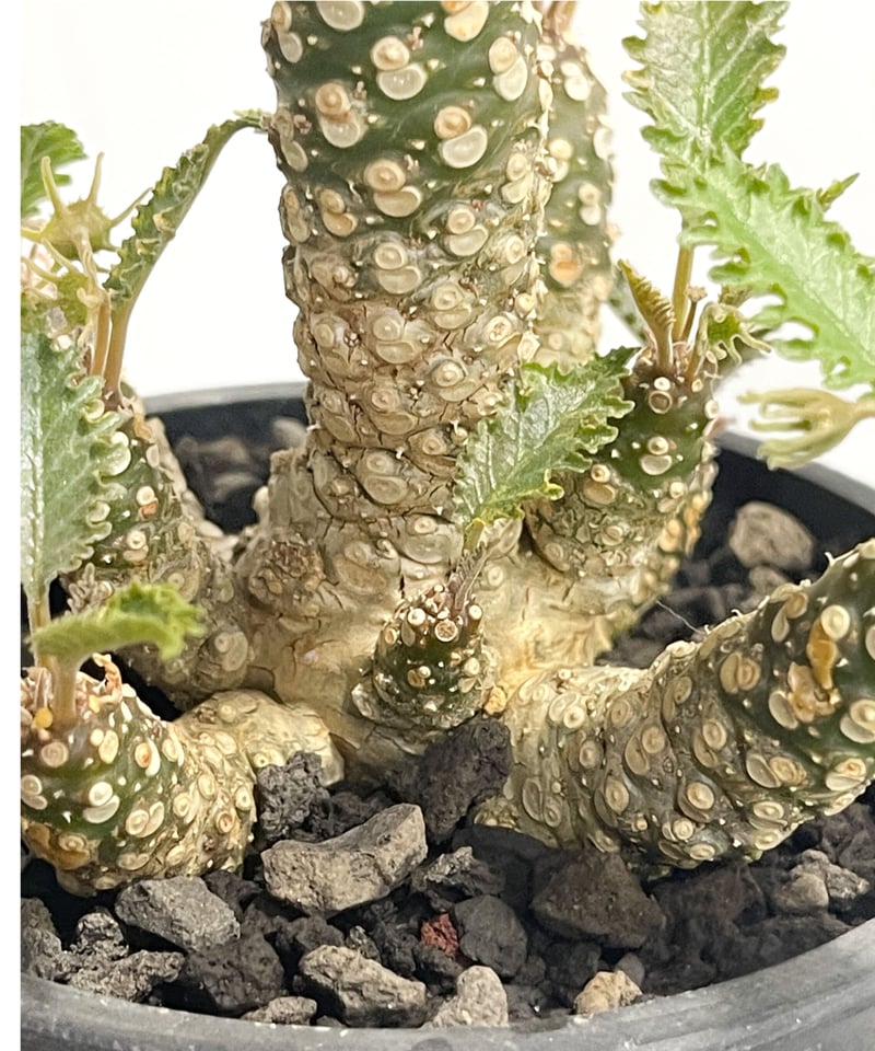 ドルステニア ホルウッディ 多頭タイプ 「Dorstenia horwoodii」4/20-3
