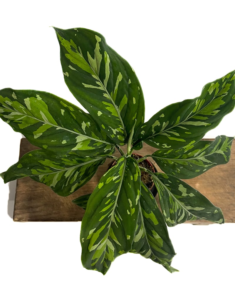 アグラオネマ ピクタム トリカラー “選抜個体”「Aglaonema pictum trico