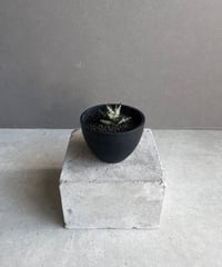 サンセベリア スリ パトゥム「Sansevieria Sri Pattum 」207-1 |