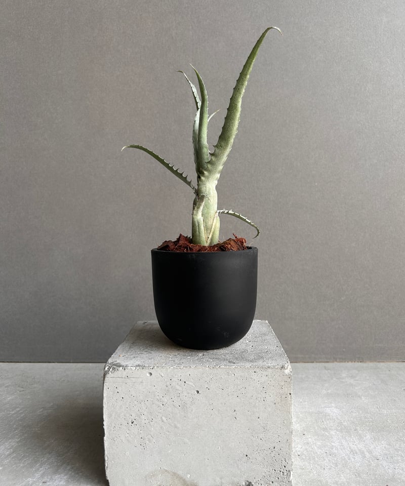 エクメア トカンティナ「Aechmea tocantina 」13K | SHOUCHIKUEN