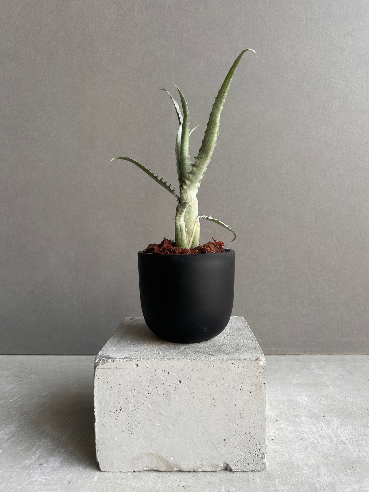 エクメア トカンティナ「Aechmea tocantina 」13K | SHOUCHIKUEN