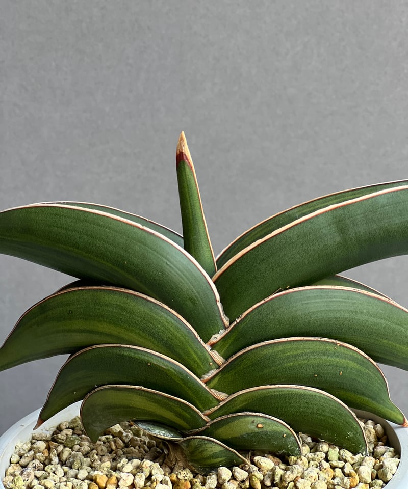 サンセベリア ロリダ 斑入 「Sansevieria rorida variegated」15 サンセベリア ロリダ 斑入 「Sansevieria rorida variegated」15
