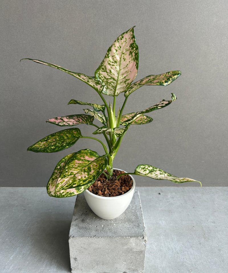 アグラオネマ ベビー ピンク 「Aglaonema Baby Pink」83I | SHOUC