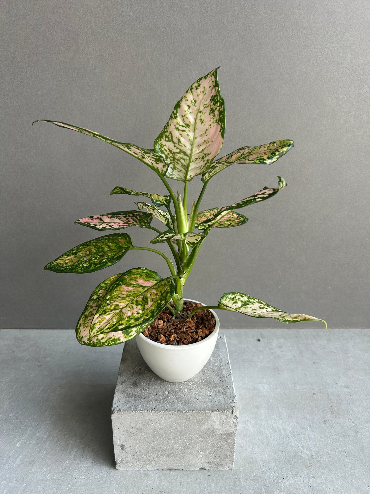 専用　アグラオネマ　B MB-M250821-2)アグラオネマ ピクタム アグラオネマ 2.5号ポット