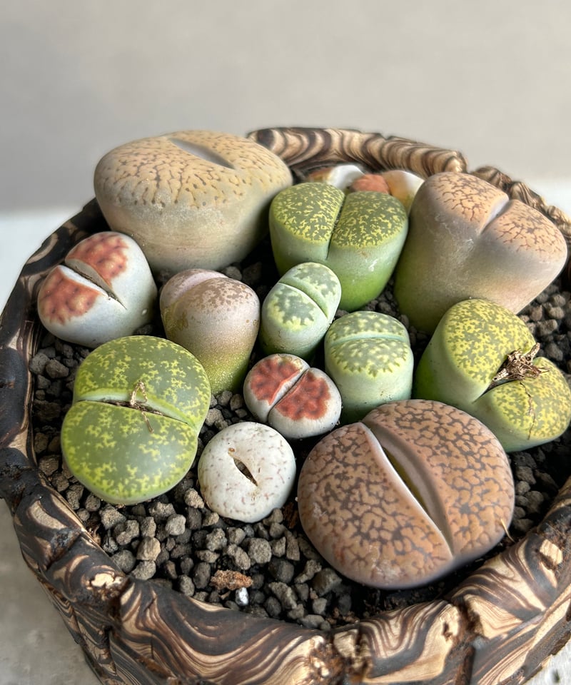 リトープス リトープス + plantsmonsters pot「Lithops」70L | SHOUCH