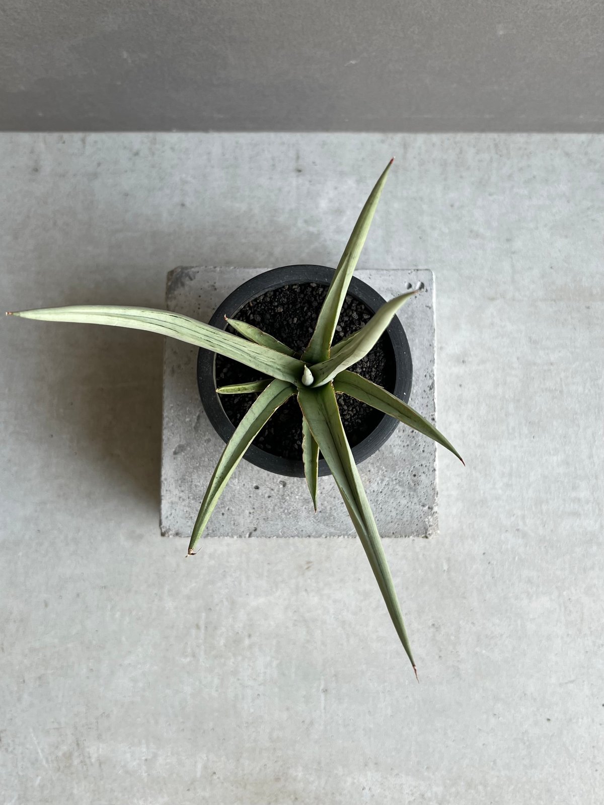 ⭐︎本物⭐︎【超希少】サンスベリア　ダンシングドラゴン　Dancing Dragon サンセベリア ダンシング ドラゴン 「Sansevieria Dancing Dragon