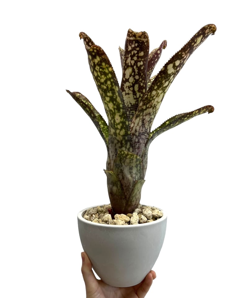 ビルベルギア コラン マジック「Billbergia Kolan Magic」77G-4 |