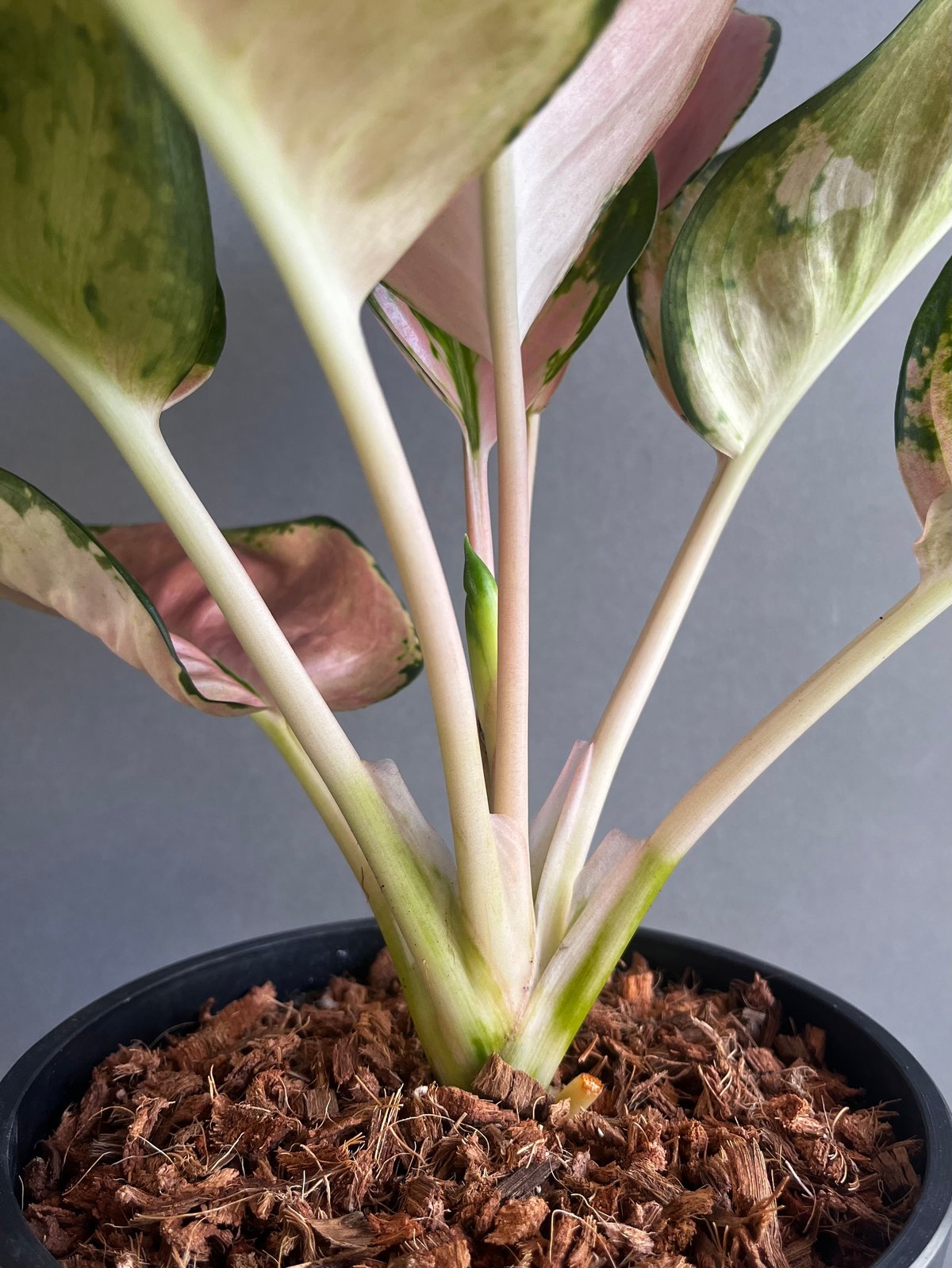 50%OFF！！アグラオネマ　スターバックス　購入価格24200円写真参照 50%OFF！！アグラオネマ スターバックス 購入価格24200円写真