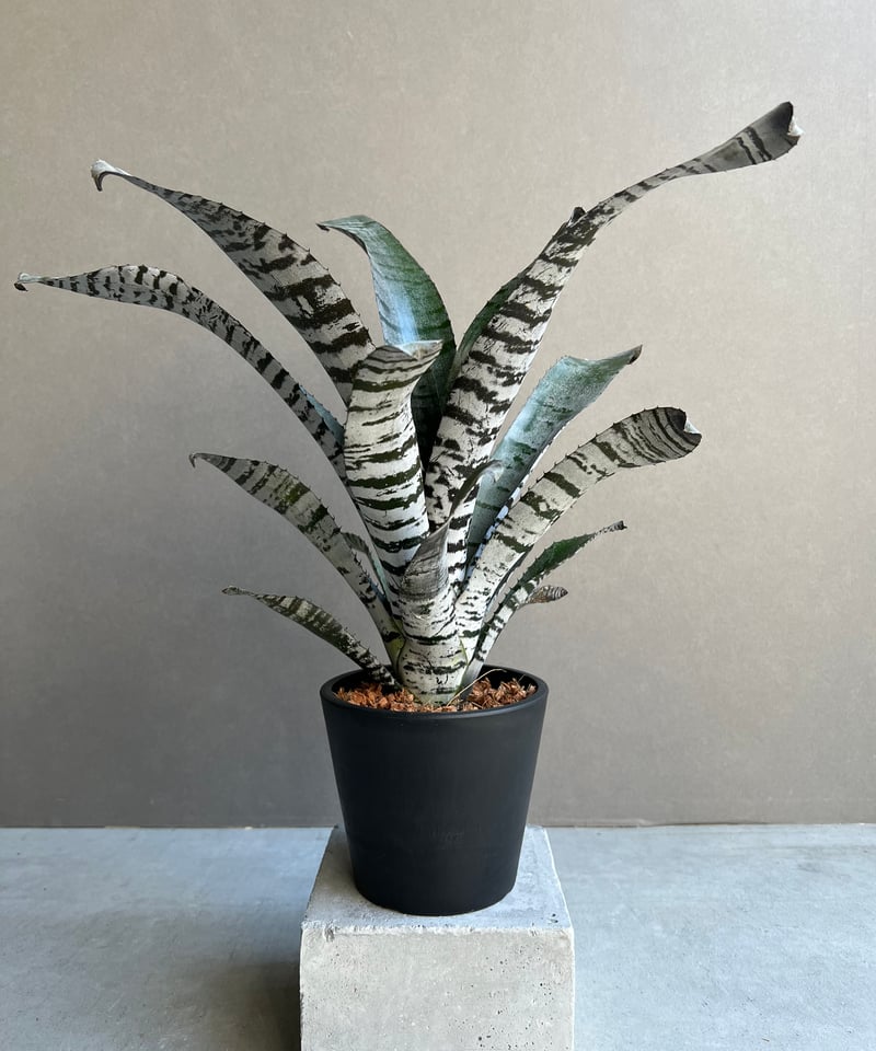 エクメア チャンティーニ ハイブリッド セレクト 観葉植物 エクメア