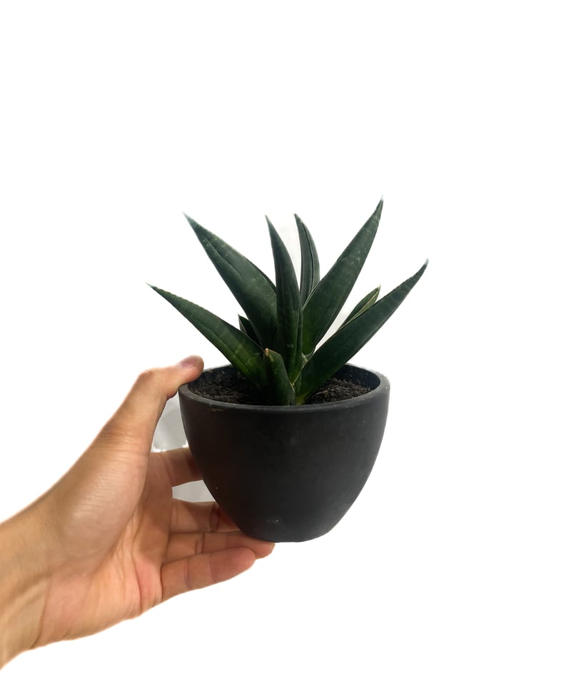 サンセベリア ブラック スワン「Sansevieria Black Swan」7/4-933