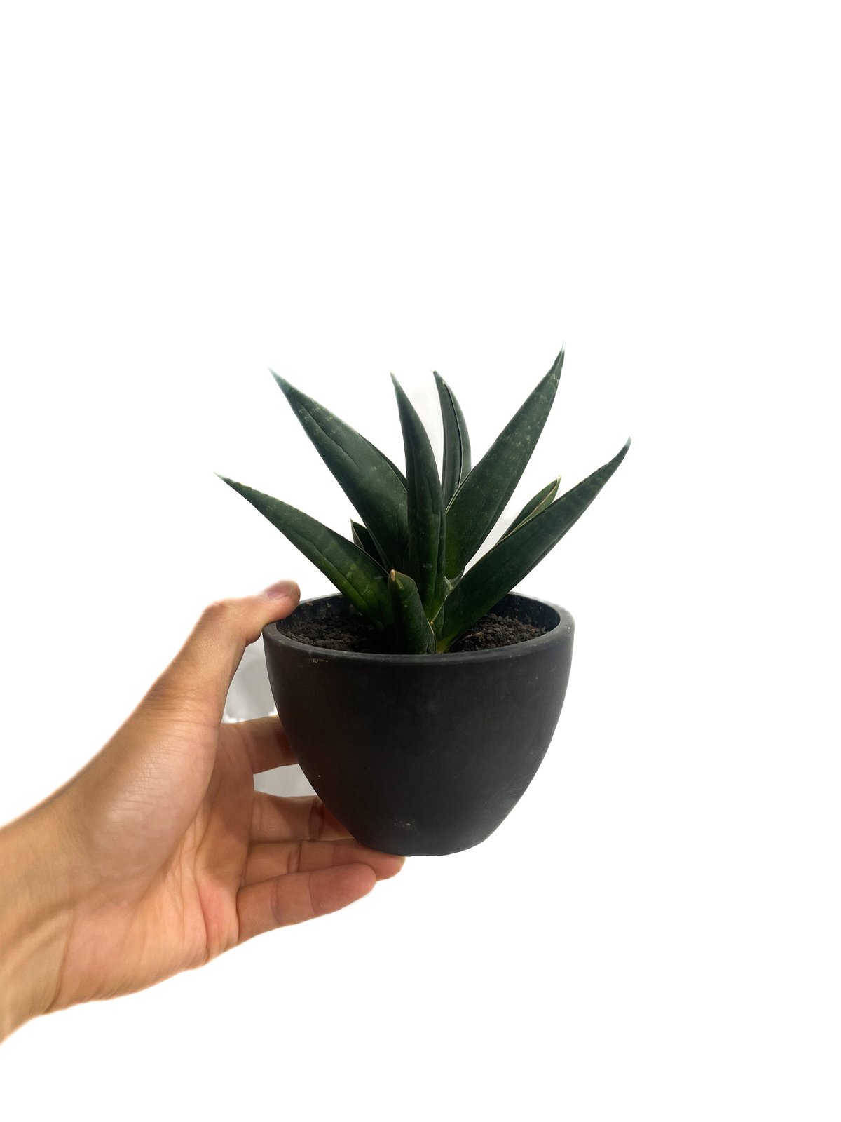 サンセベリア ブラック スワン「Sansevieria Black Swan」7/4-933