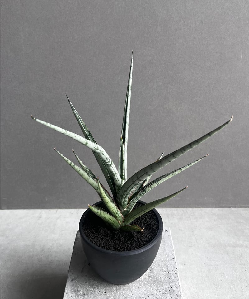 サンセベリア プラ カイ ケオ 「Sansevieria Pra Kay Kaow (by
