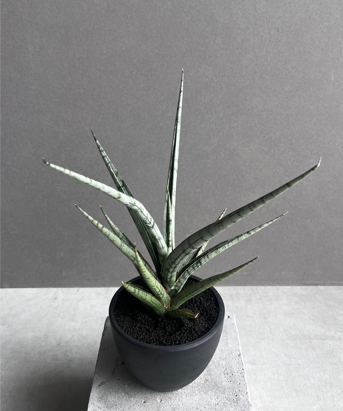サンセベリア プラ カイ ケオ 「Sansevieria Pra Kay Kaow (by