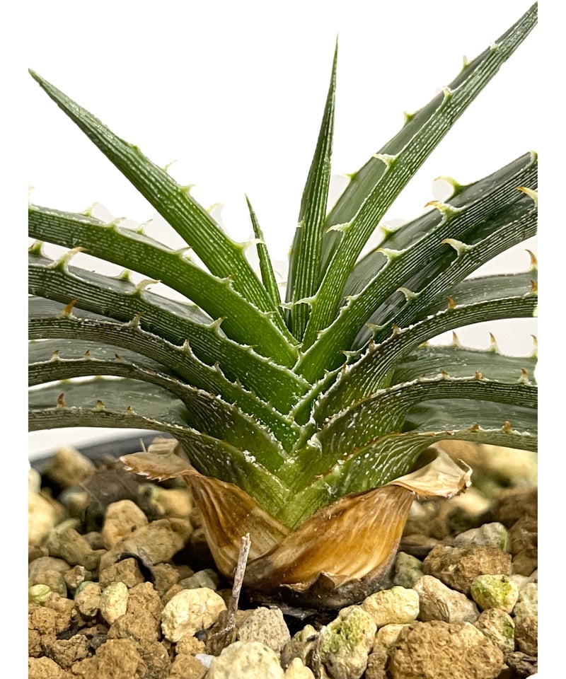 ディッキア スマイル (ドワーフ タイプ ハイブリッド)「Dyckia Smile