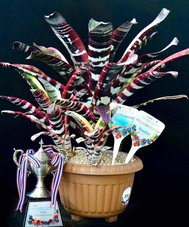 エクメア オットー 「Aechmea Otto」29A | SHOUCHIKUEN