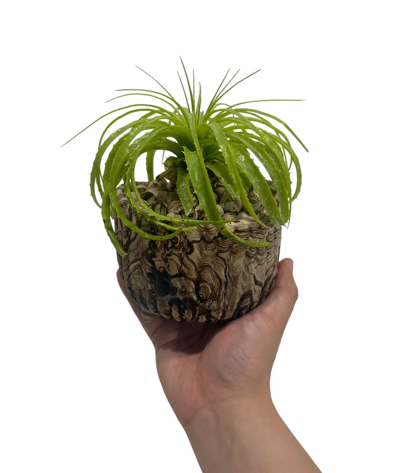 エンコリリウム ホリダム+ pmp 「Encholirium horridum 」10S |
