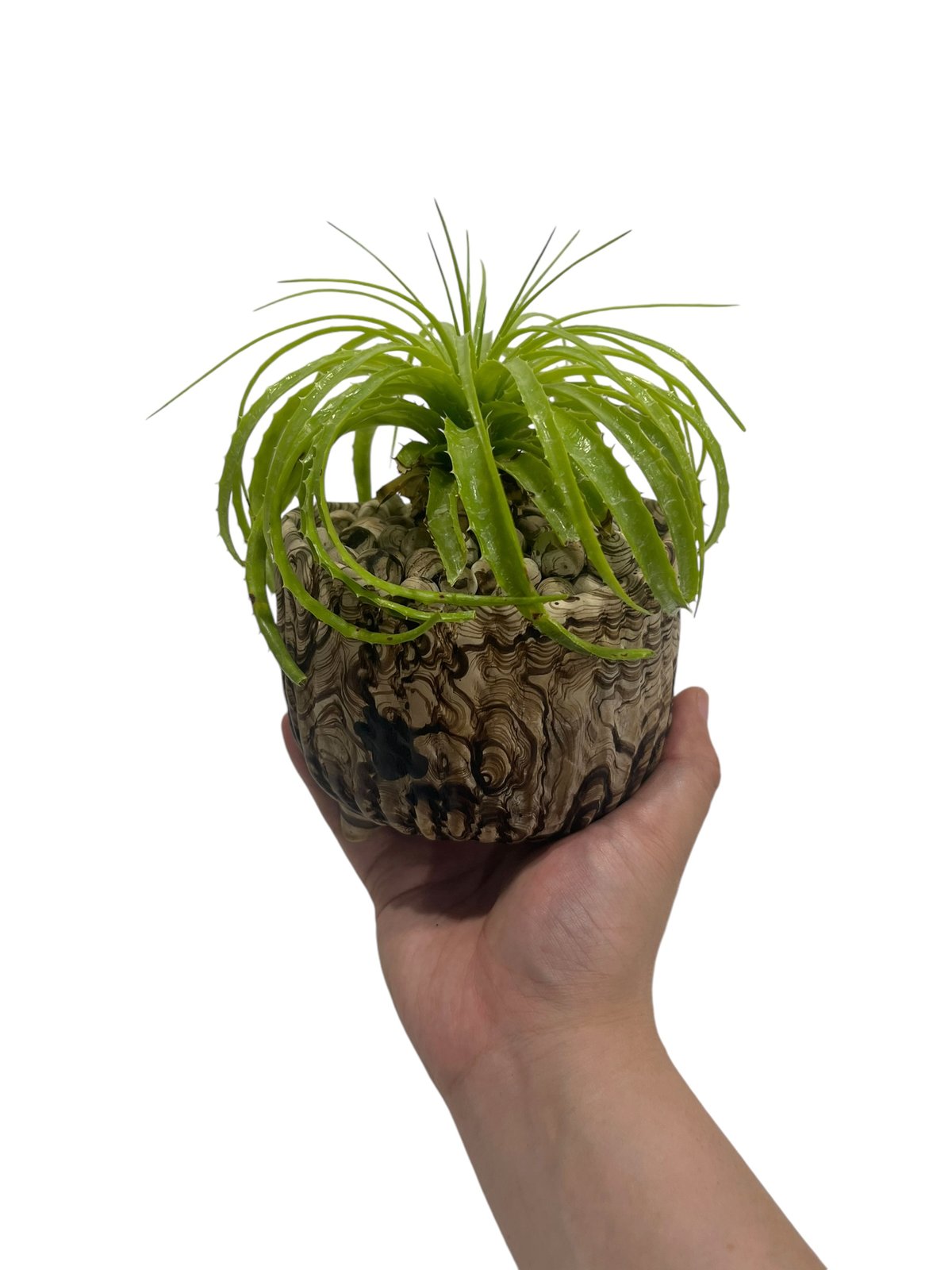 エンコリリウム ホリダム+ pmp 「Encholirium horridum 」10S |