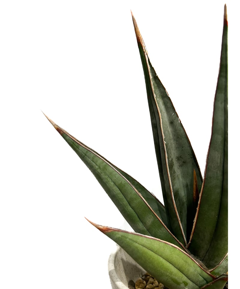 サンセベリア ピングイキュラ ロンギフォリア 「Sansevieria