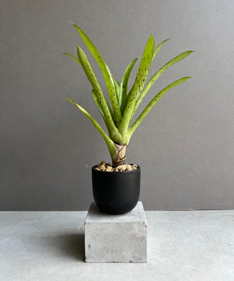 繁栄の木 dracaena-million-bamboo-10 観葉植物 ドラセナ ミリオン