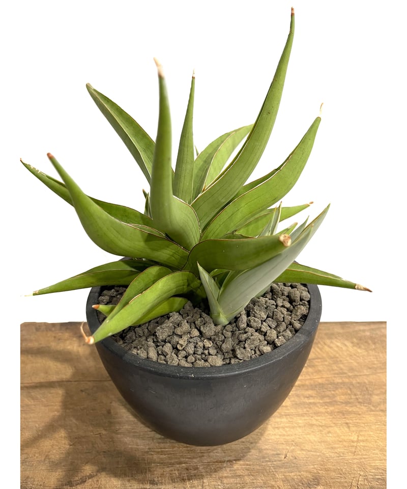 サンスベリア バイビット Sansevieria Baibid 凄まじい サンスベリア バイビット Sansevieria Baibid 凄まじい