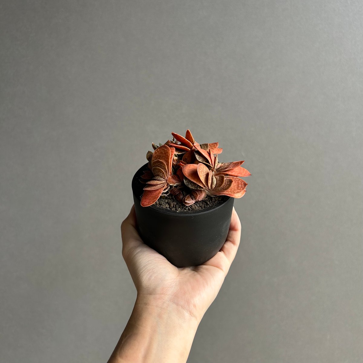 ガステリア子宝錦「Gasteria gracilis v.minima f. Variegat