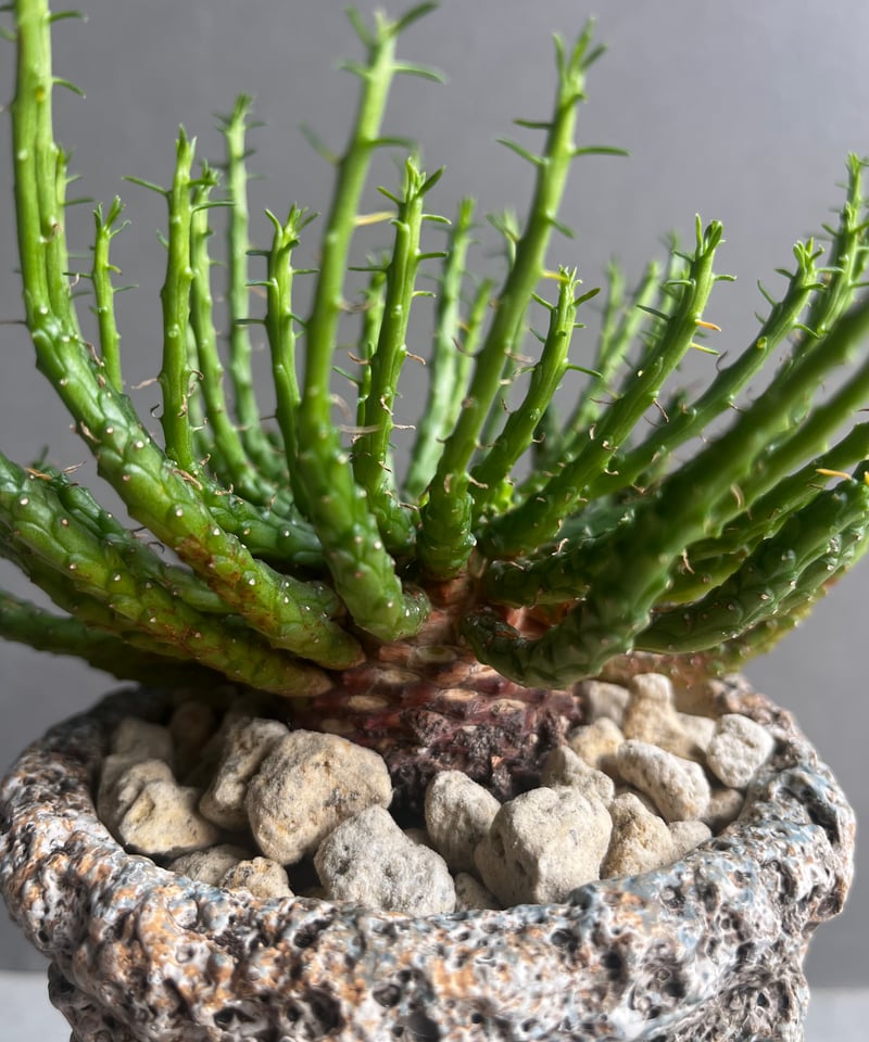 ユーフォルビア フラナガニー 「Euphorbia flanaganii」76E | SHOU