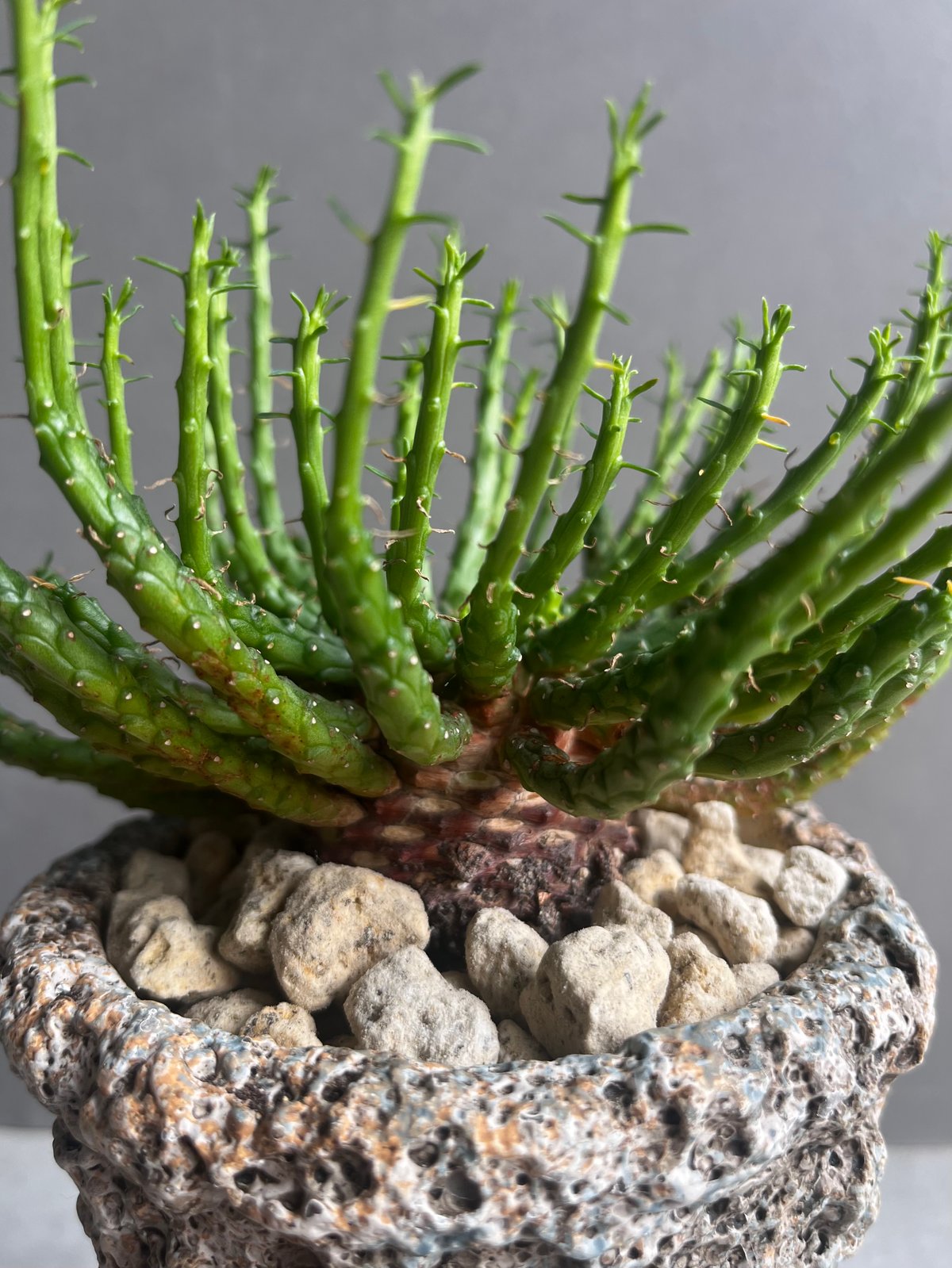 ユーフォルビア・フラナガニー ユーフォルビア フラナガニー 「Euphorbia flanaganii」76E | SHOU
