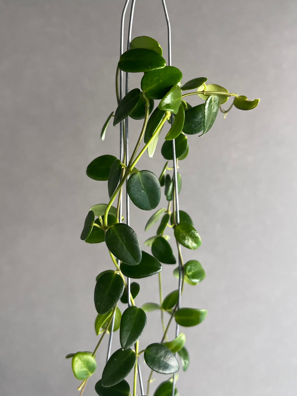 0904＊Hoya ＊ ホヤ ＊ pulleana ＊ IM-08 0904＊Hoya ＊ ホヤ ＊ pulleana ＊ IM-08 - メルカリ