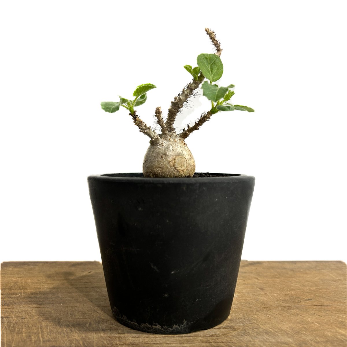ヤトロファ マルギナータ 「 jatropha marginata」6/14-782-1 |