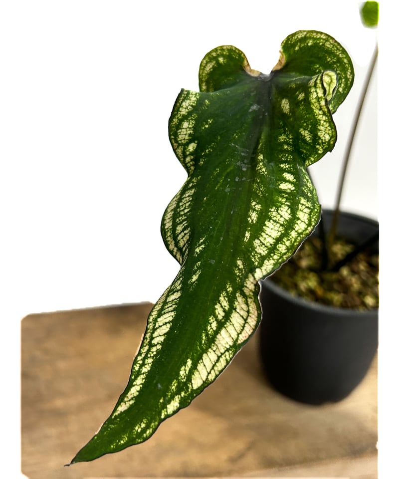 カラジウム ブラック バンブー「Caladium Black Bamboo」7/21-55A