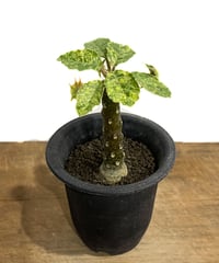 サンスベリア ジュピター Sansevieria Jupiter サンセベリア ジュピター「Sansevieria Jupiter」29E-1 | SHOUCH