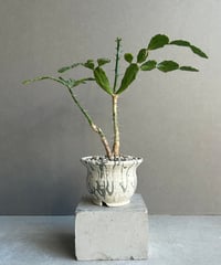 ビカクシダ ウィリンキー カート ウィール「Platycerium willinckii cv