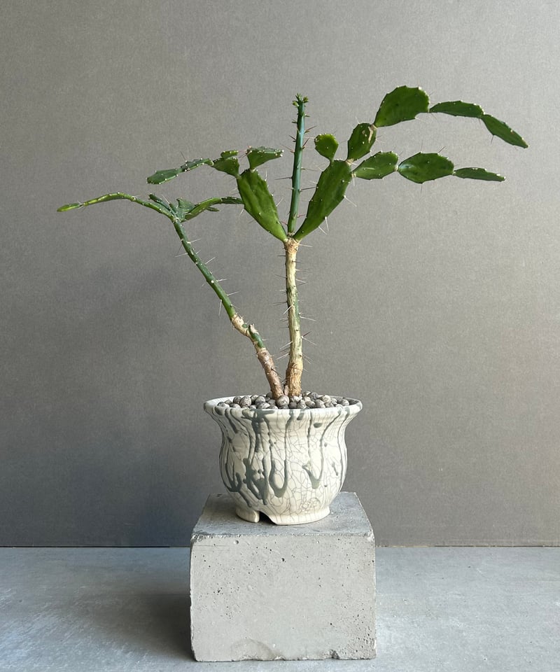 シャコバサボテン+ YON-HACHI「Schlumbergera」7M | SHOUCHIKUEN